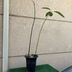 ランキングキーワードに紐づく投稿画像-多肉植物