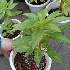 ② ホウセンカの苗　ホウセンカ　鳳仙花　ガーデニング　花壇　地植えの画像