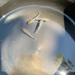 メダカ　2ペア　【サファ王】の画像