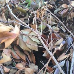 枯葉、枝あげます🪵🍂の画像