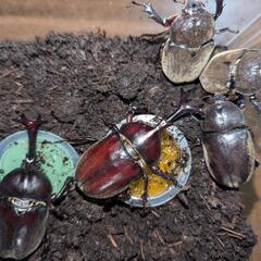 カブトムシ　オス・メスセットの画像