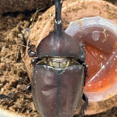 国産カブトムシ オスの画像