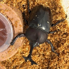 国産カブトムシ オスの画像