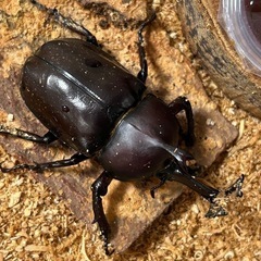 国産カブトムシ オスの画像