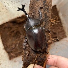 国産カブトムシ オスの画像