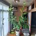 ランキングキーワードに紐づく投稿画像-観葉植物
