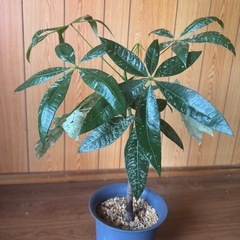 レア観葉植物パキラミルキーウェイ実生の画像
