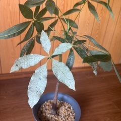 レア観葉植物パキラミルキーウェイ実生の画像