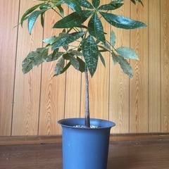 レア観葉植物パキラミルキーウェイ実生の画像