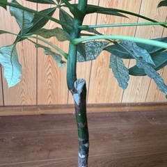 レア観葉植物パキラミルキーウェイ実生の画像