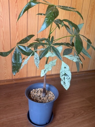 レア観葉植物パキラミルキーウェイ実生