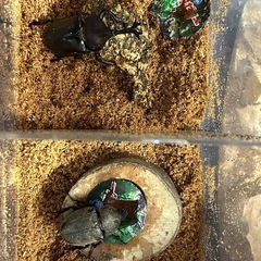 カブトムシの画像