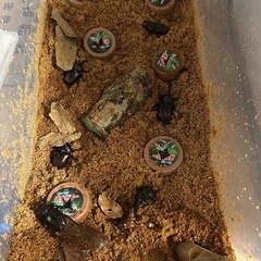 カブトムシの画像