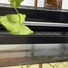 GEX 水槽の画像