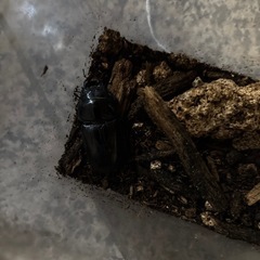 オオクワガタ
の画像