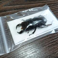ダイオウヒラタクワガタ  標本の画像