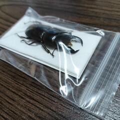 ダイオウヒラタクワガタ  標本の画像