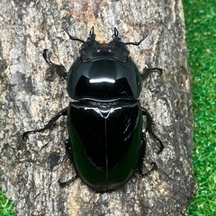 タランドゥスオオツヤクワガタ（トリオ♂♀♀）の画像