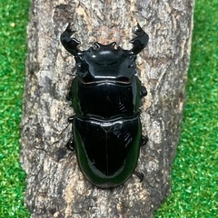タランドゥスオオツヤクワガタ（トリオ♂♀♀）の画像