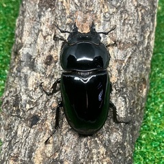 タランドゥスオオツヤクワガタ（トリオ♂♀♀）の画像