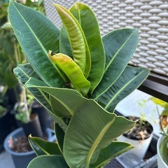 【引き取り限定】レア アポロゴム ゴムの木 観葉植物 美形株 幹太めの画像