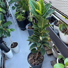 【引き取り限定】レア アポロゴム ゴムの木 観葉植物 美形株 幹太めの画像