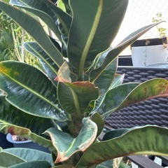 【引き取り限定】レア アポロゴム ゴムの木 観葉植物 美形株 幹太めの画像
