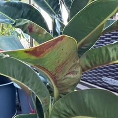 【引き取り限定】レア アポロゴム ゴムの木 観葉植物 美形株 幹太めの画像