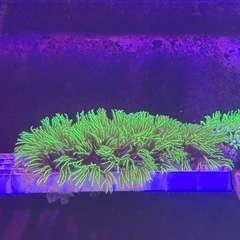 スターポリプ  フルメタリックグリーン シート状の画像