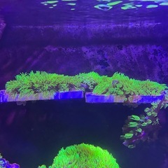 スターポリプ  フルメタリックグリーン シート状の画像
