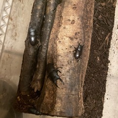 コクワガタ　先着順の画像