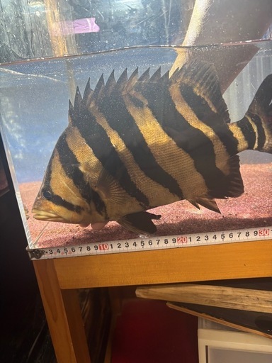 熱帯魚 ダトニオプラスワン 水槽 ペット 大型魚 (sr) 藤枝の