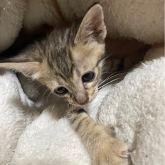 １ヶ月の子猫(大分市もお迎え可能)