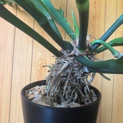 大型レア観葉植物　アンスリウム　フーケリーの画像