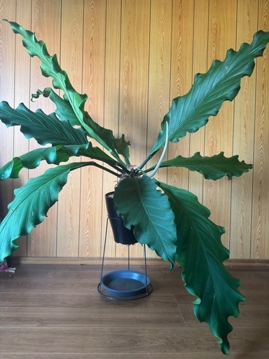 20000大型レア観葉植物　アンスリウム　フーケリー