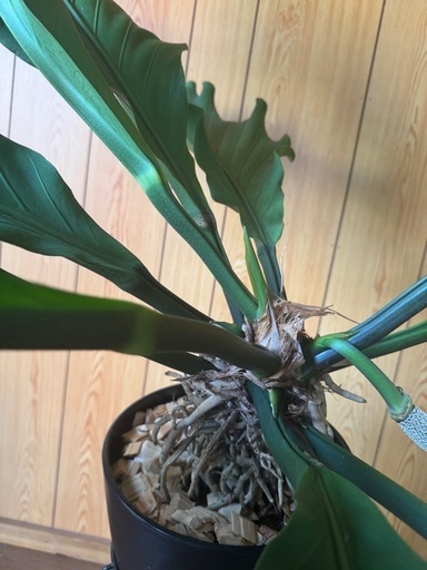 アンスリウムフーケリ大型 アンスリウムフーケリ大型 アンスリウム・フーケリー 7号 | 京橋植物園