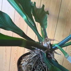 大型レア観葉植物　アンスリウム　フーケリーの画像