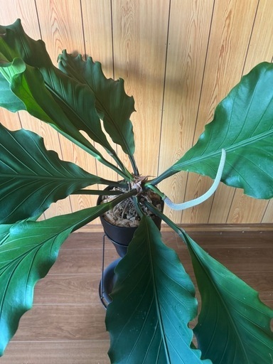 20000大型レア観葉植物 アンスリウム フーケリー
