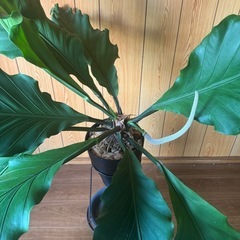 大型レア観葉植物　アンスリウム　フーケリーの画像
