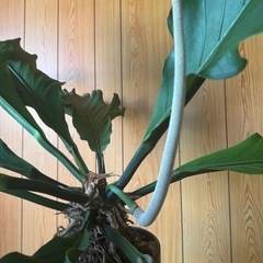 大型レア観葉植物　アンスリウム　フーケリーの画像