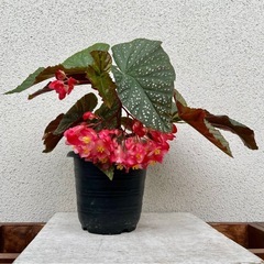 植物　ベゴニアの画像