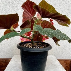 植物　ベゴニアの画像
