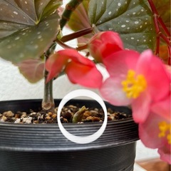 植物　ベゴニアの画像