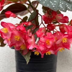 植物　ベゴニアの画像