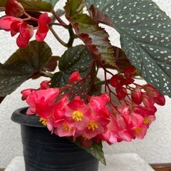 植物　ベゴニアの画像