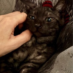 そっくり兄妹⭐︎ジンジャーくん