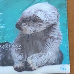 新品 未使用 鳥羽水族館 ラッコ クリアファイルの画像