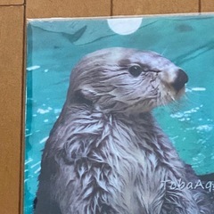 新品 未使用 鳥羽水族館 ラッコ クリアファイルの画像