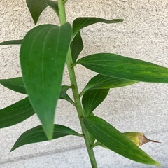 植木⑨の画像