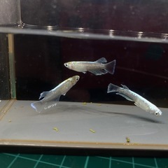 エメキン　トリオ　めだかの画像
